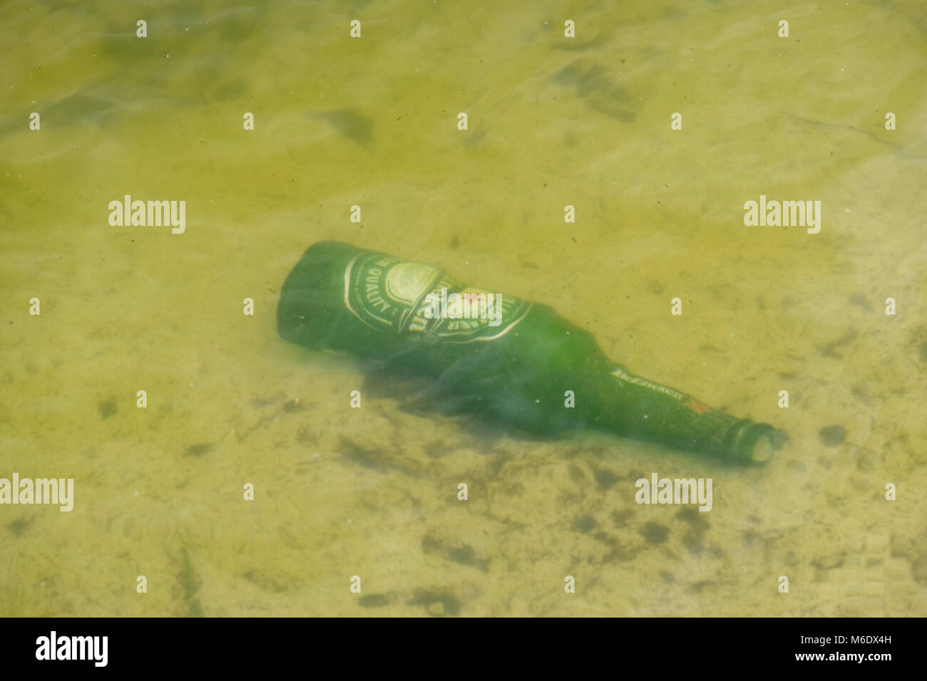 Heineken Beer Bottle dropped in Pond / Lake Stock Photo