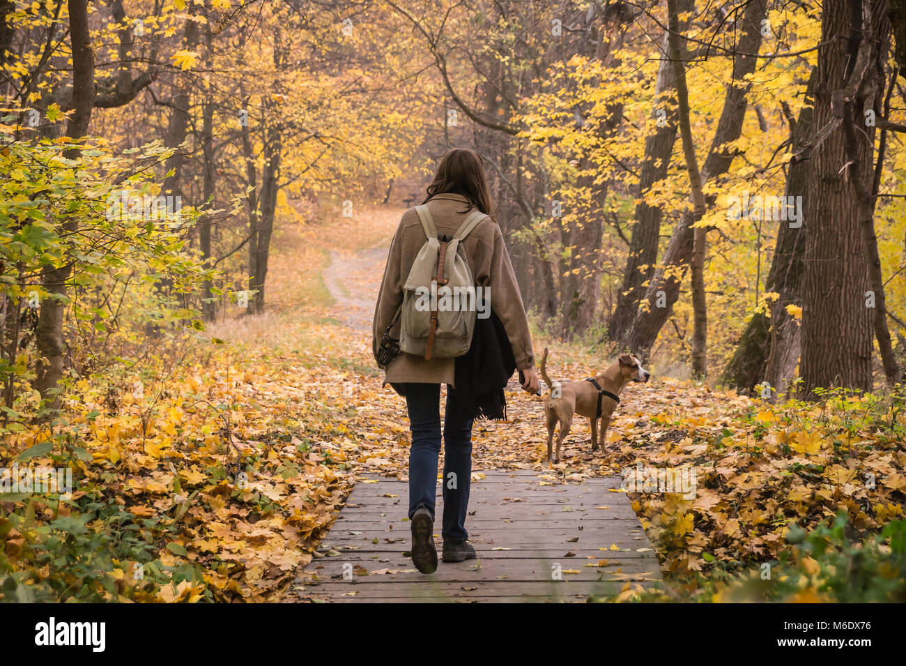 Young female person and her pet staffordshire terrier take a walk in the forest and enjoy beautiful october nature and yellow tree leaves Stock Photo