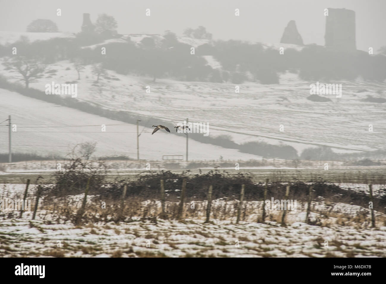 Pair of Canada Geese flying past Hadleigh Castle with snow covered ground and wintry mist. Railway line and fields. Snow from Beast from the East Stock Photo