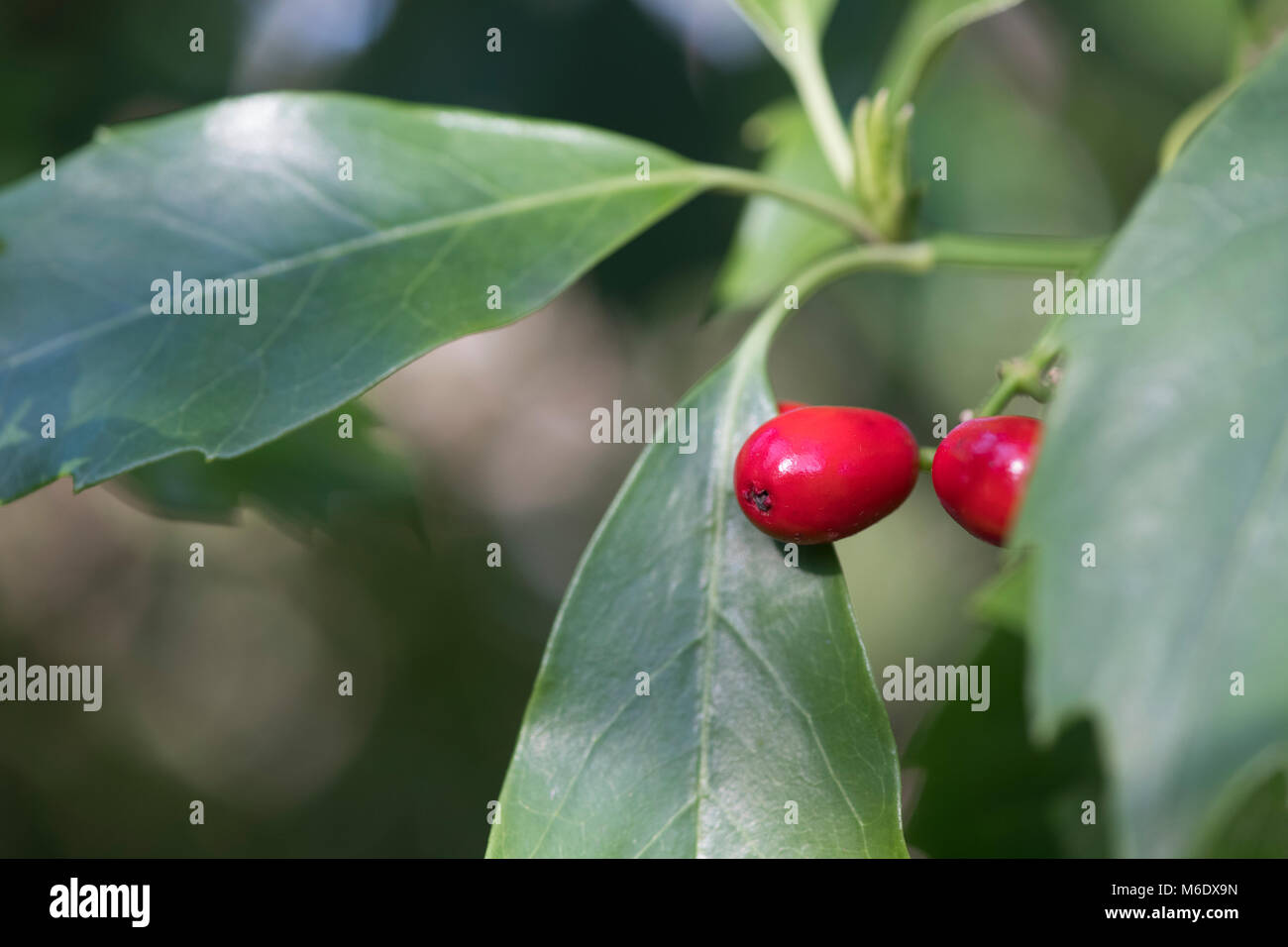 Aucuba japonica hi-res stock photography and images - Alamy