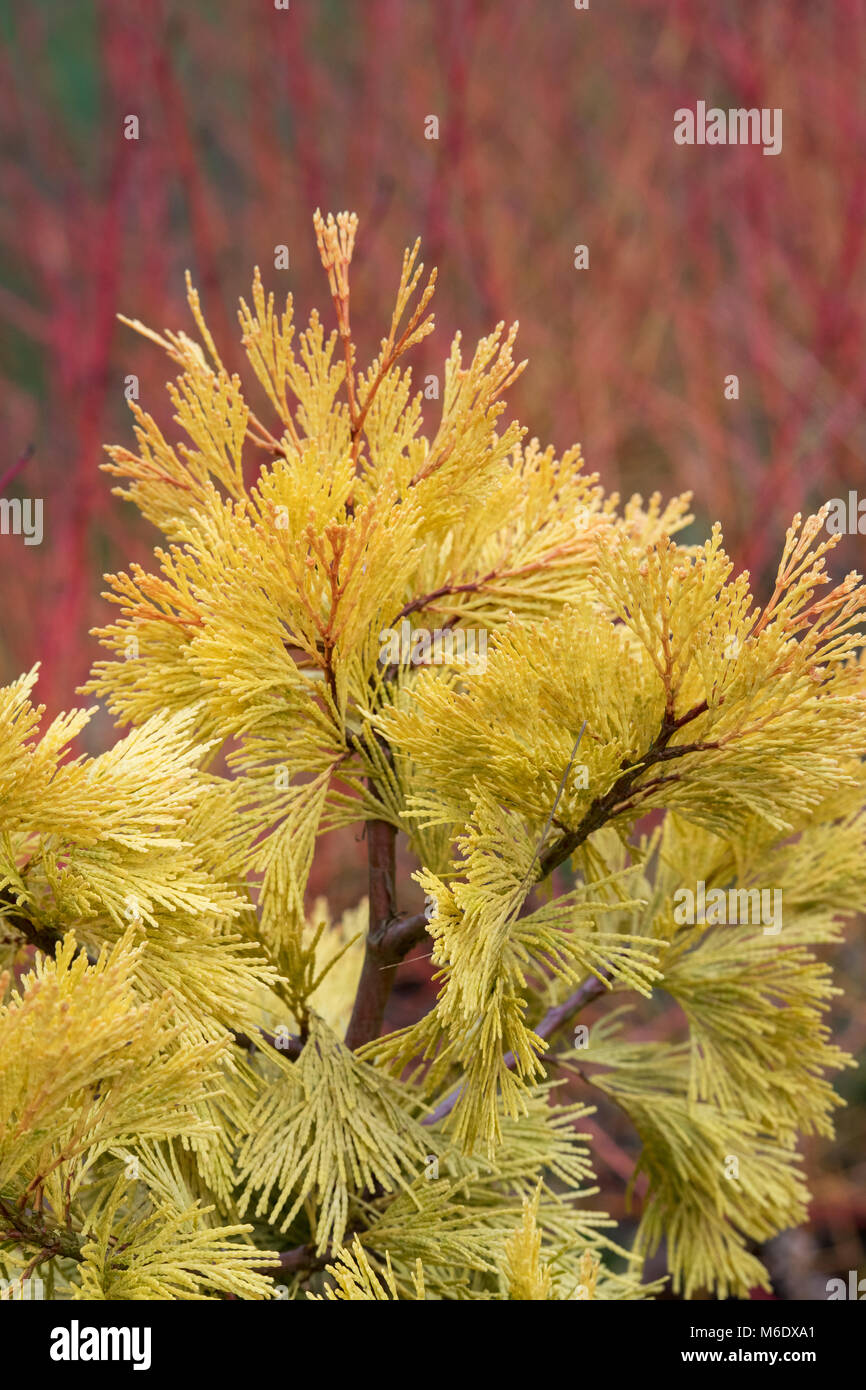 Calocedrus decurrens 'Berrima Gold’. Incense cedar 'Berrima Gold. Slow growing columnar conifer tree. UK Stock Photo