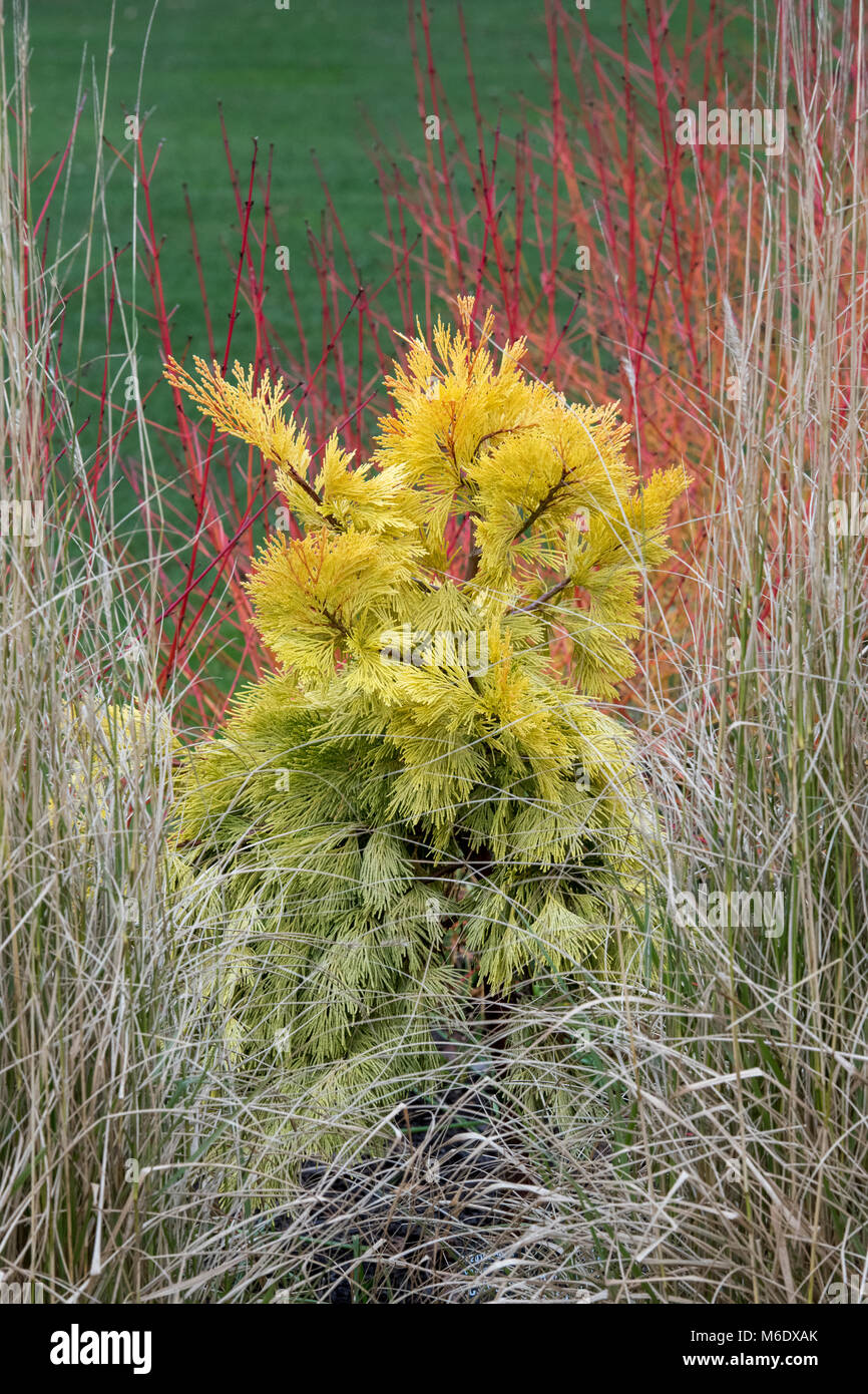 Calocedrus decurrens 'Berrima Gold’. Incense cedar 'Berrima Gold. Slow growing columnar conifer tree. UK Stock Photo