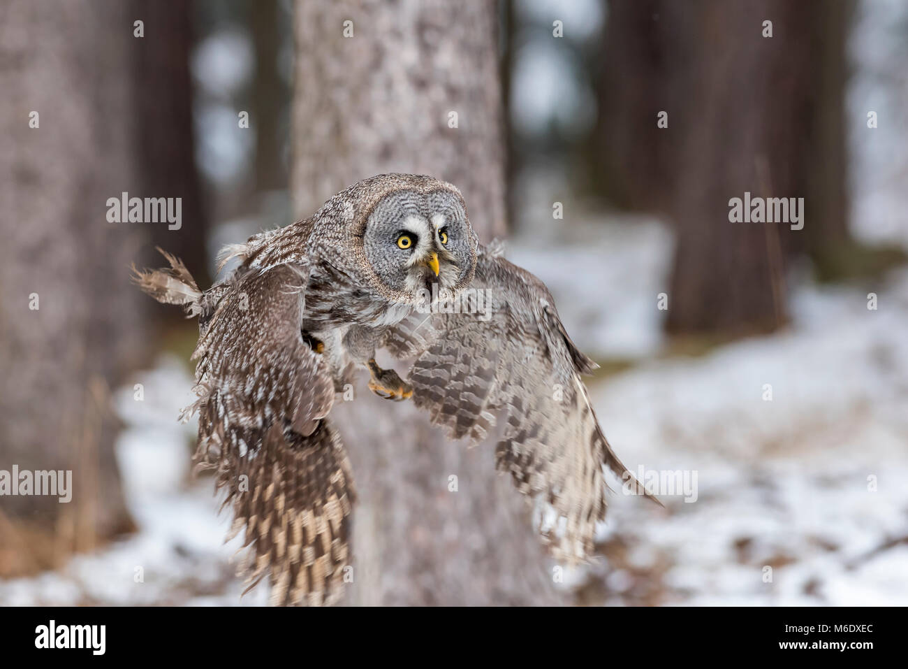 Great grey owl Stock Photo