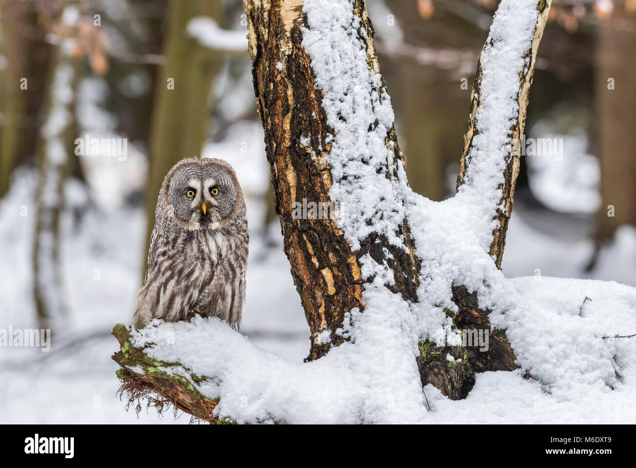 Great grey owl Stock Photo