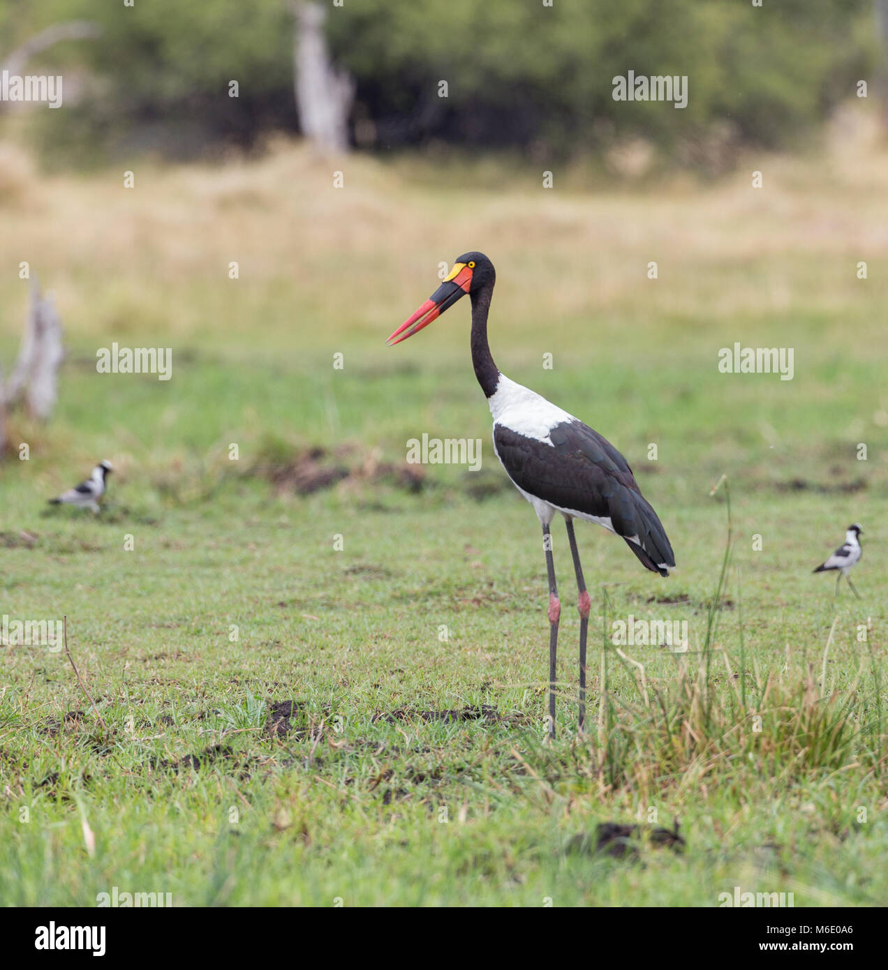 Saddle-billed stork Stock Photo