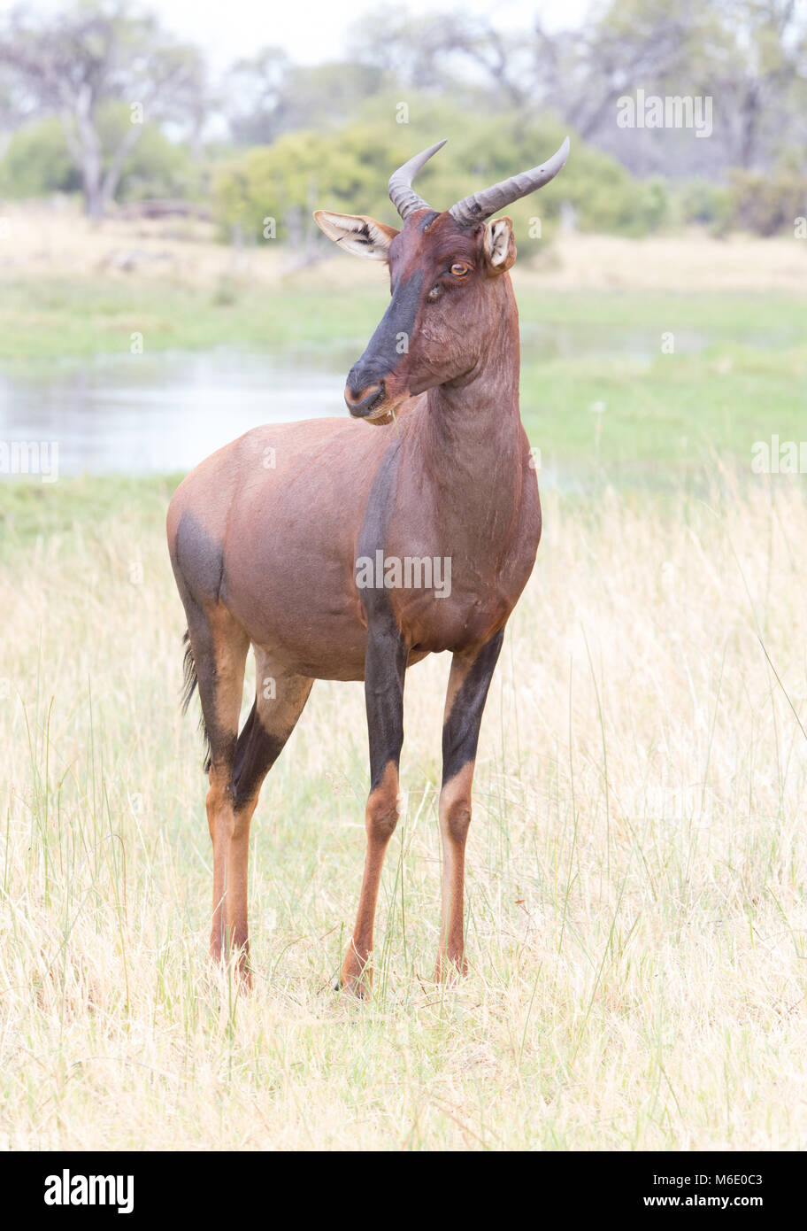 Herbivore grassland hires stock photography and images Alamy