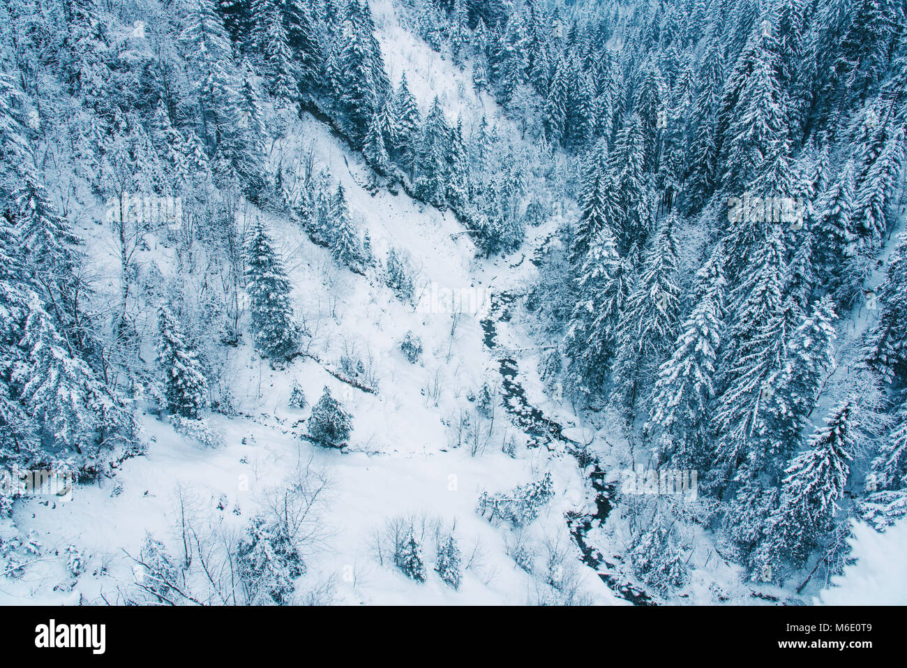 Aerial view of snow covered pine forest in Switzerland Stock Photo - Alamy