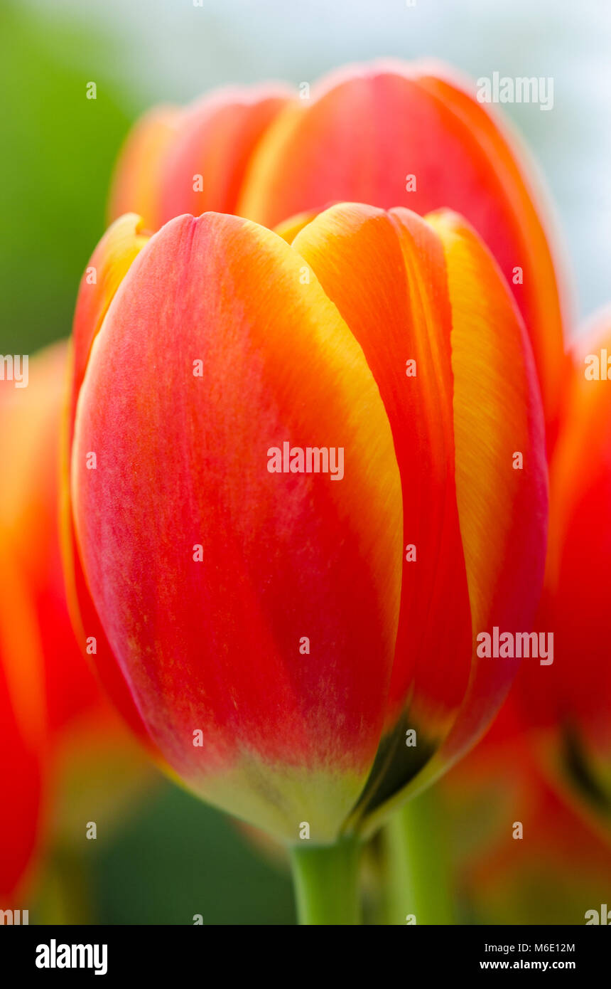 Bright red and yellow Tulip close up shot Stock Photo - Alamy
