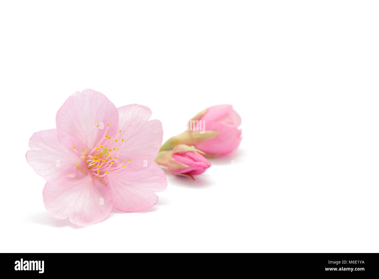 Japanese cherry blossom isolated on white background Stock Photo - Alamy