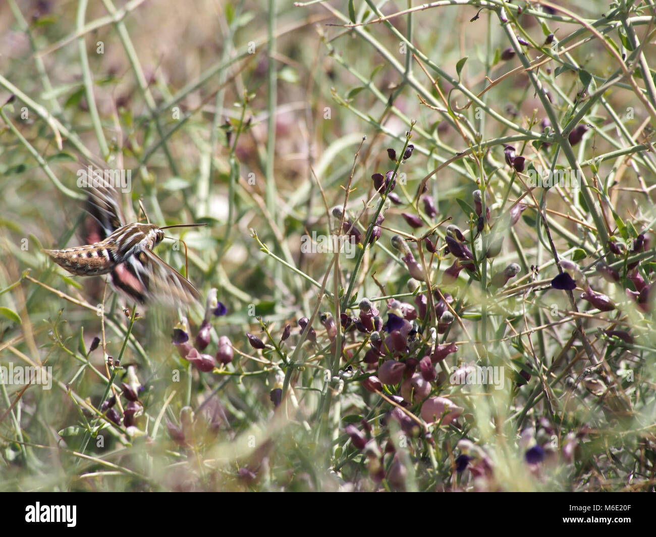 White-Lined Sphinx Moth, Hyles lineata Stock Photo - Alamy