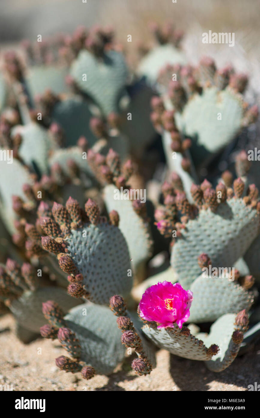 Beavertail cactus (Opuntia basilaris var basilaris Stock Photo Alamy