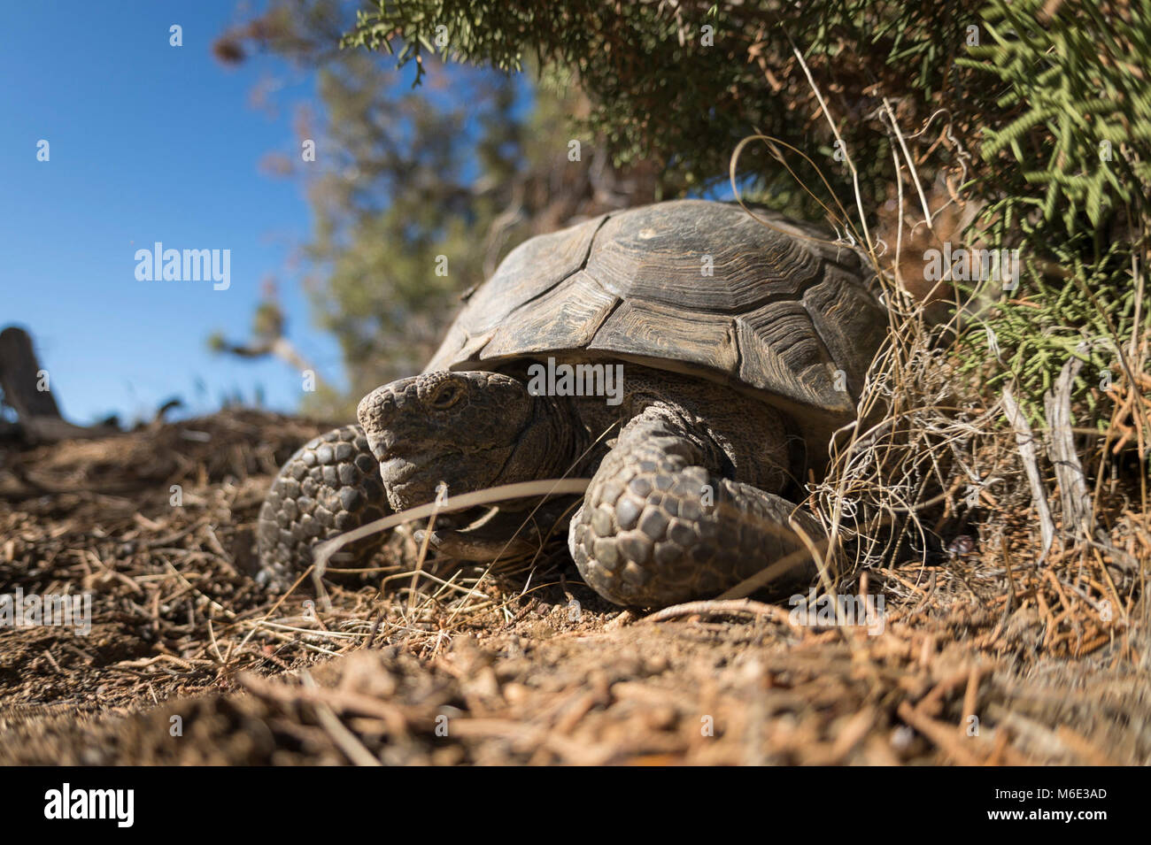 Desert Tortoise (Gopherus agassizii). Stock Photo