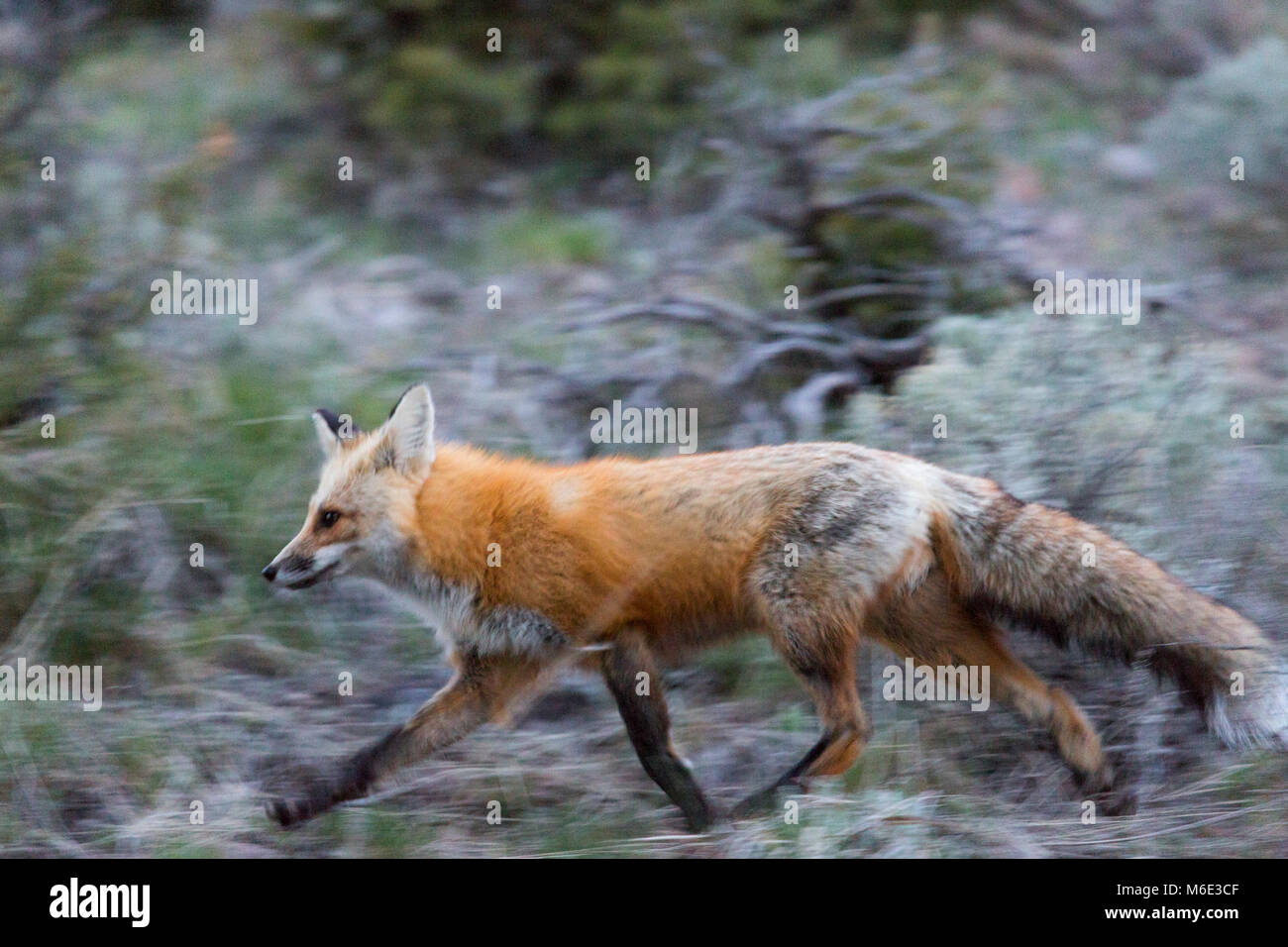 Red fox, Blacktail Deer Plateau Stock Photo Alamy