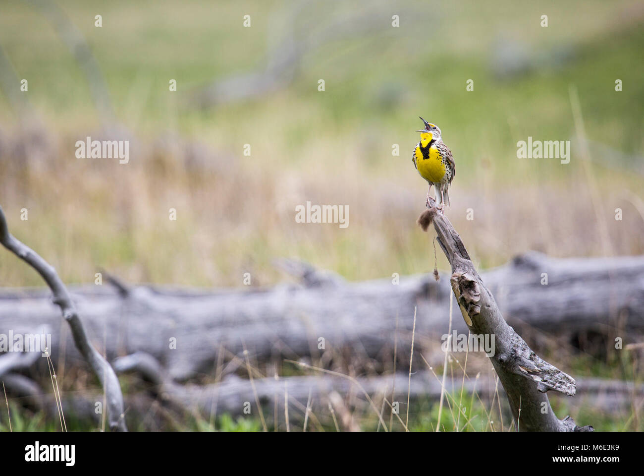 Western meadowlark, Lamar Valley Stock Photo Alamy