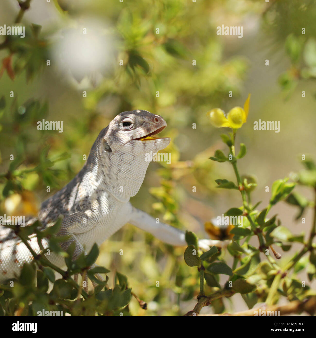 Desert Iguana Dipsosaurus Dorsalis High Resolution Stock Photography ...