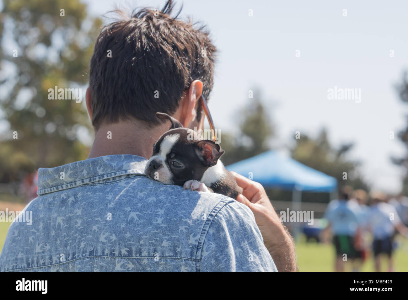 Tiny Boston terrier cute puppy content nestled on male owner shoulder, feels safeand loved Stock Photo