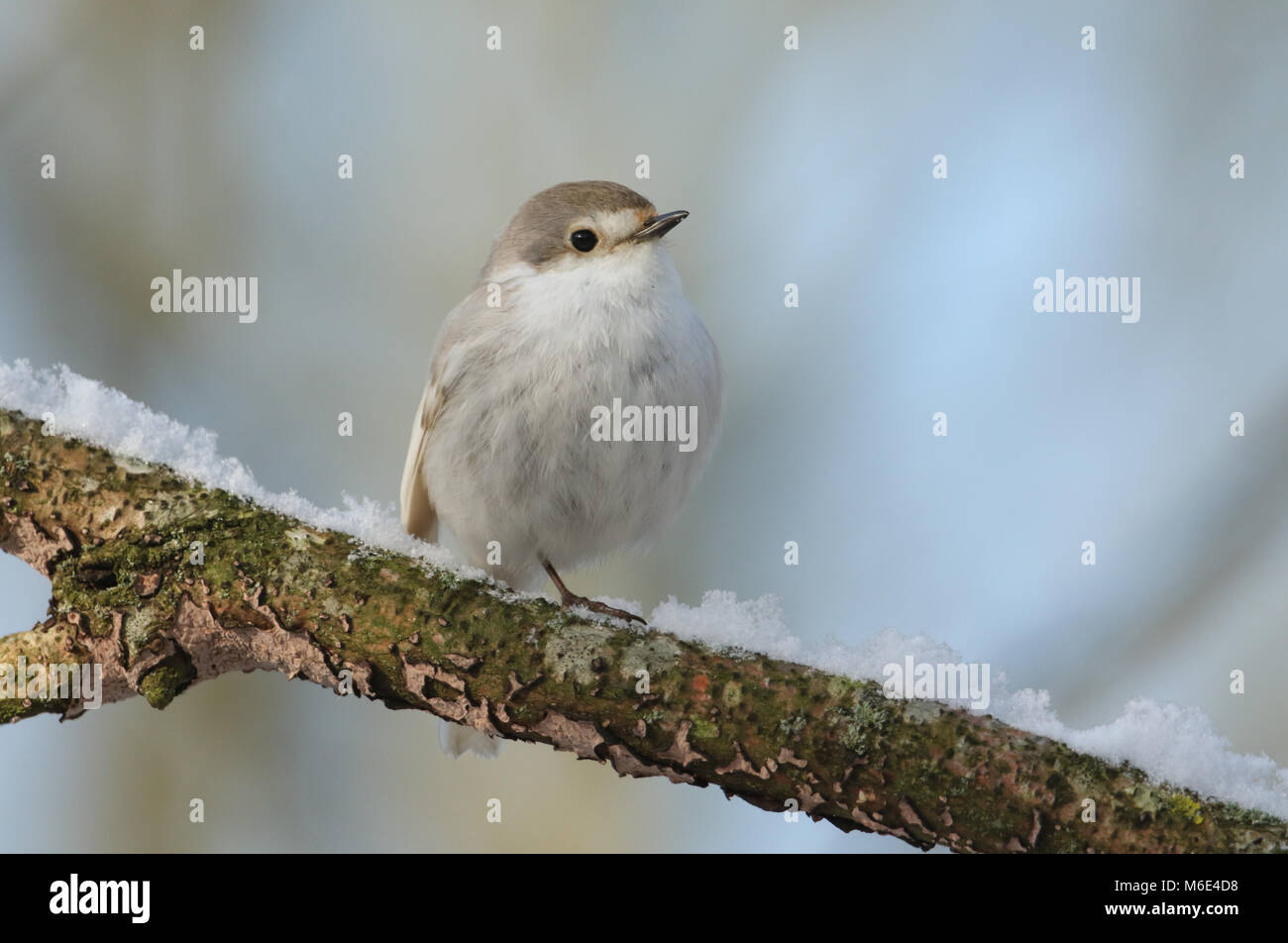 A rare Leucistic Robin (Erithacus rubecula) perched on a branch covered in snow during a snowstorm. Stock Photo