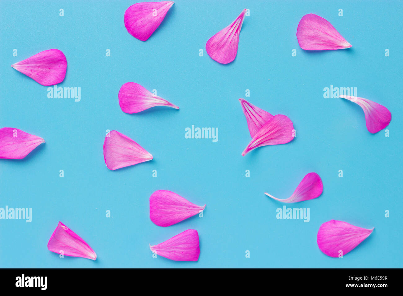 Pink rose petals. Valentine's day background. Flat lay, top view Stock Photo