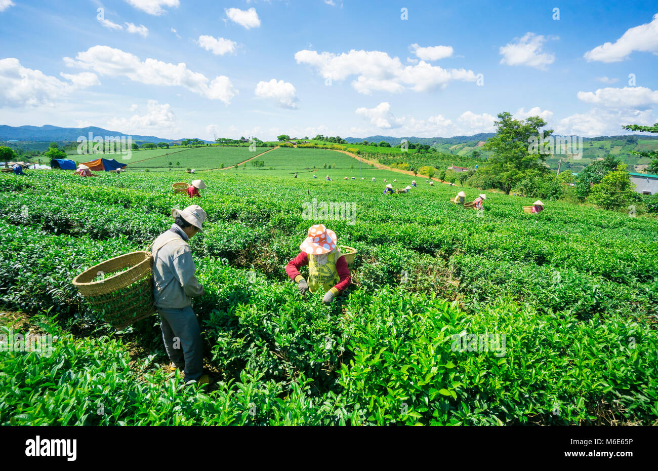 Farmer harvesting tea on Bao Loc tea hill, green landscape background, green leaf. Bao Loc, Lam Dong, Vietnam Stock Photo