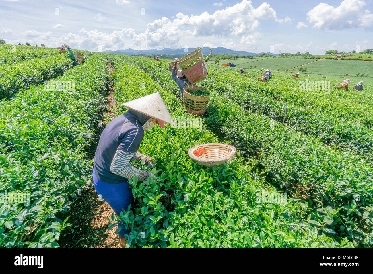 Farmer harvesting tea on Bao Loc tea hill, green landscape background, green leaf. Bao Loc, Lam Dong, Vietnam Stock Photo