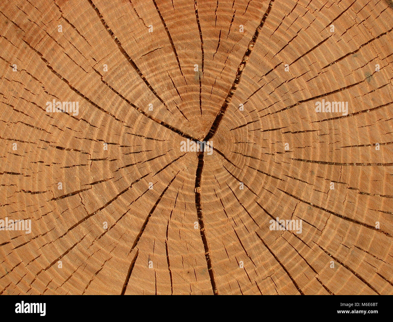 Annual rings 2 Stock Photo Alamy