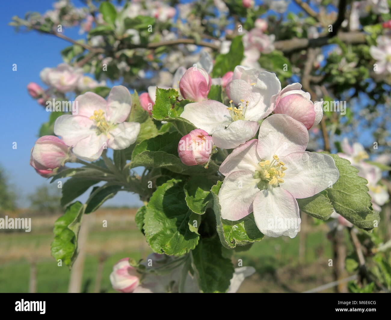 Apple blossom 20 Stock Photo Alamy