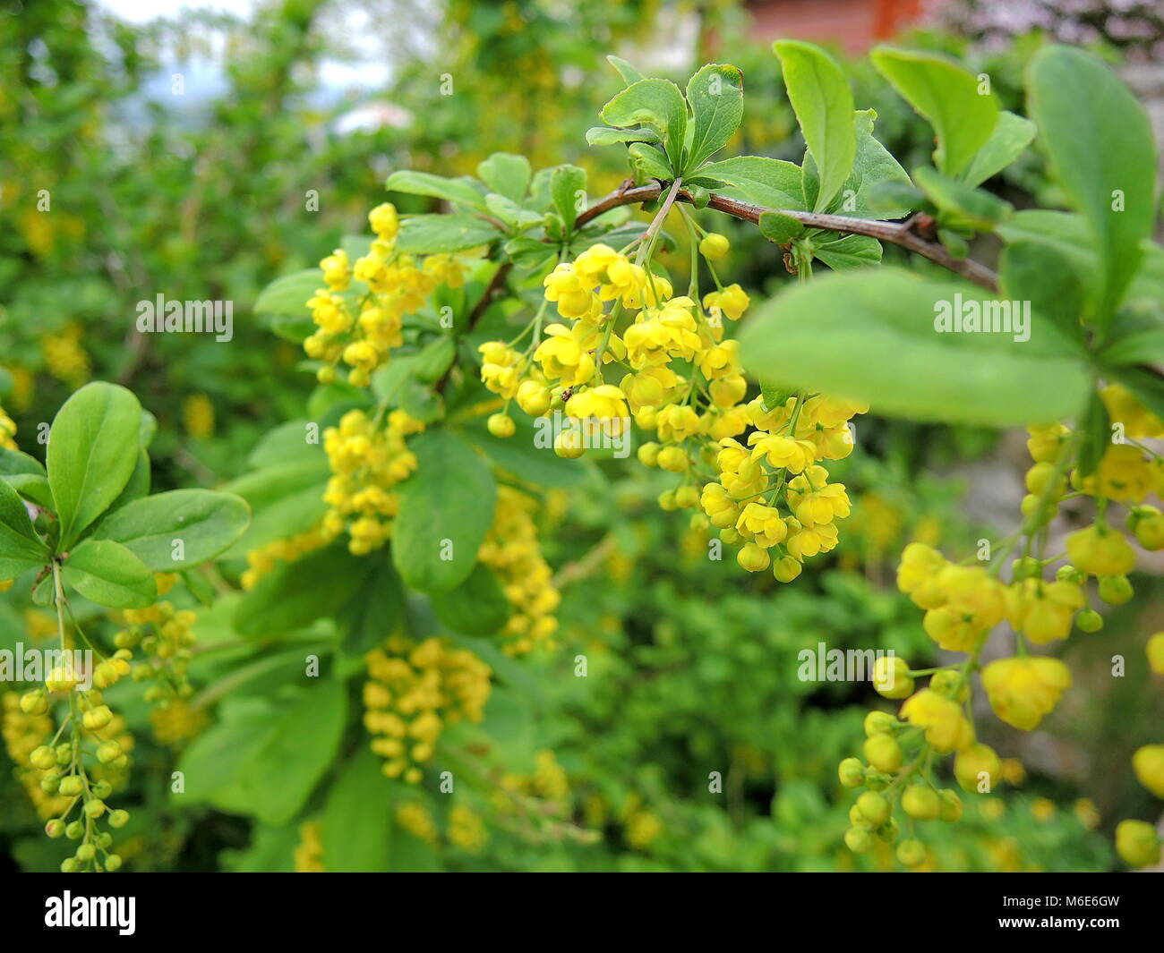 Variberry 1 berberis vulgaris hi-res stock photography and images - Alamy
