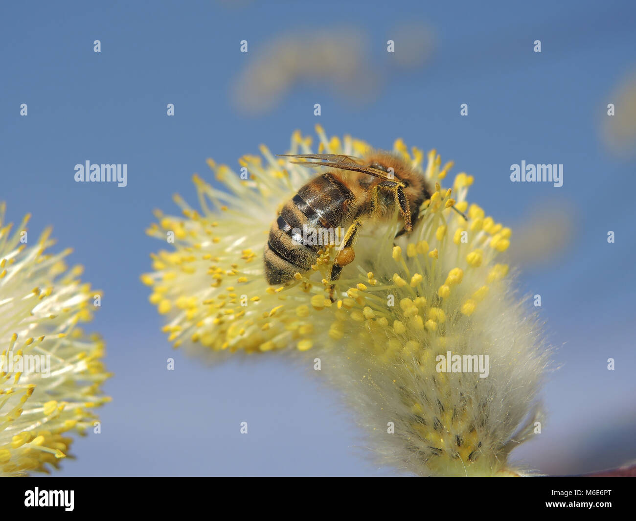 https://c8.alamy.com/comp/M6E6PT/bee-willow-3-M6E6PT.jpg