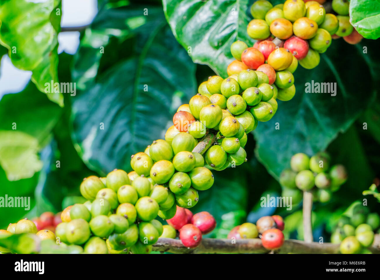 Coffee beans on tree in farm, Baoloc, Lamdong, Vietnam Stock Photo