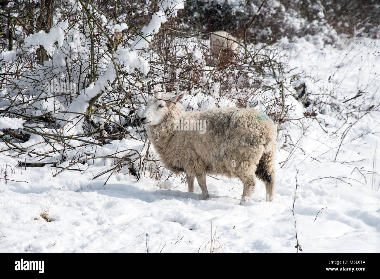 Sheep in snow standing alone Stock Photo