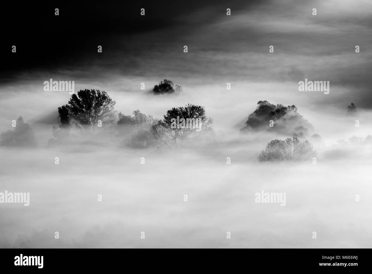 trees in the fog - black and white photo Stock Photo - Alamy