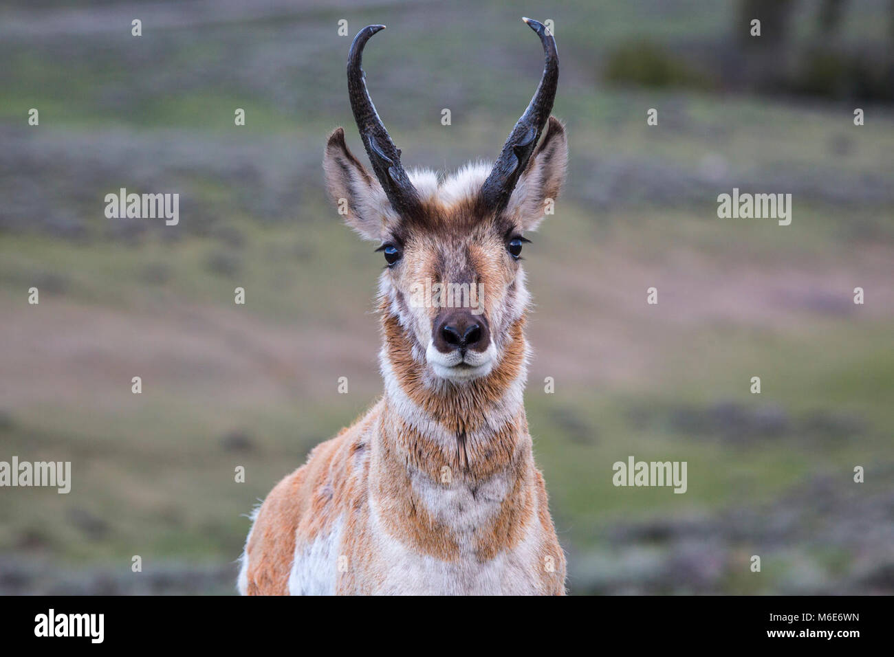 Pronghorn, Blacktail Deer Plateau Stock Photo Alamy