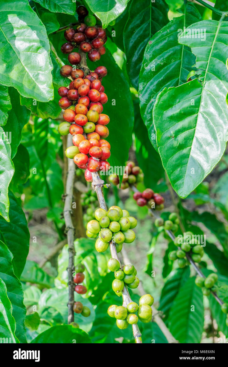 Coffee beans on tree in farm, Baoloc, Lamdong, Vietnam Stock Photo