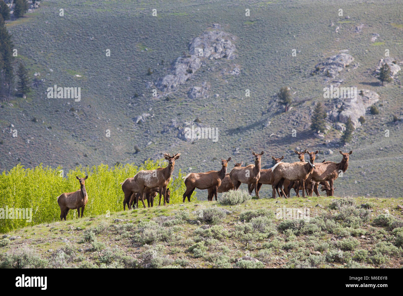 A group of elk in Lamar Valley Stock Photo Alamy