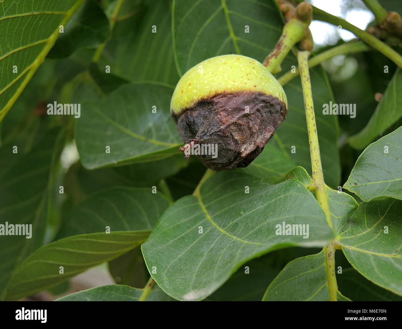 Black nuts 2 Stock Photo Alamy