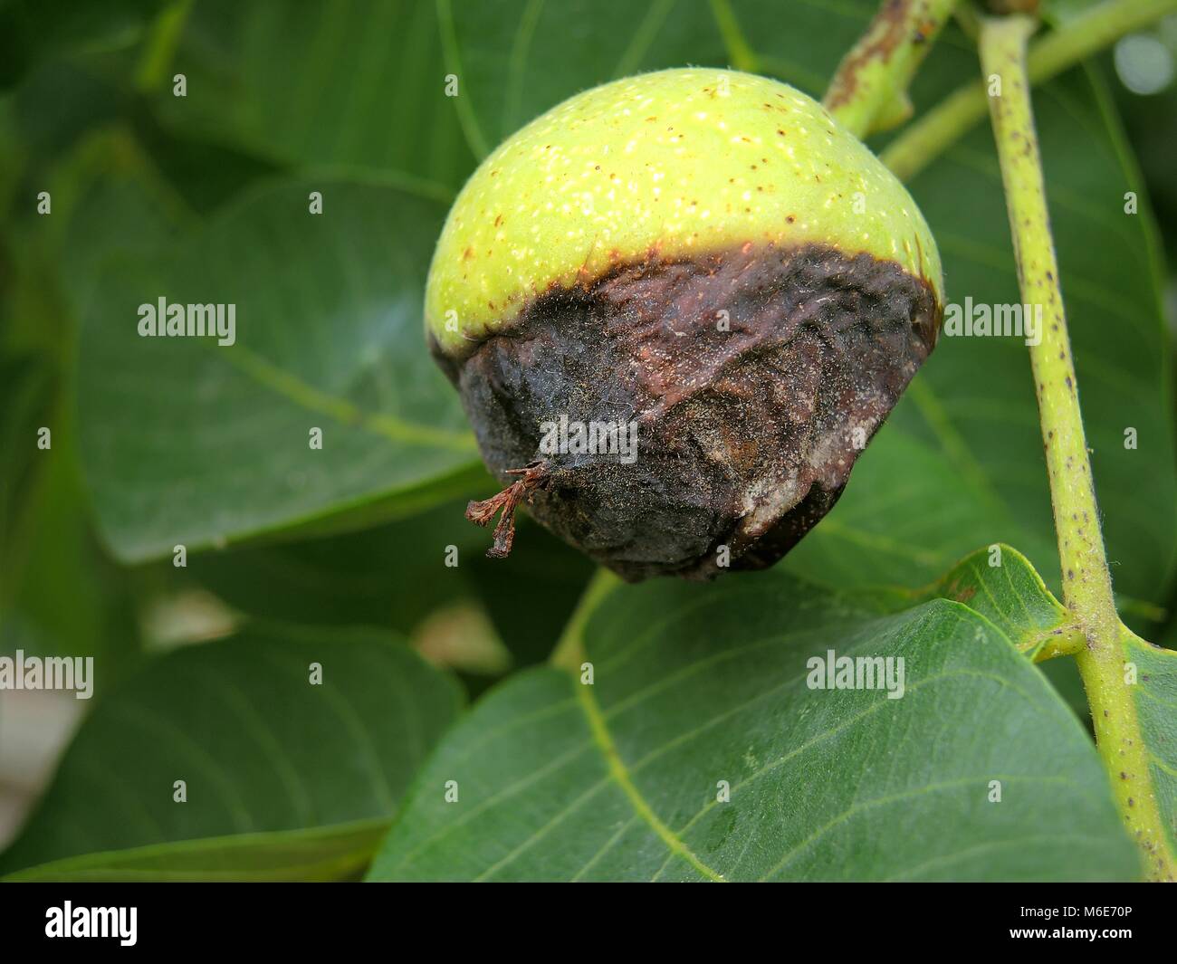 Black nuts 3 Stock Photo Alamy