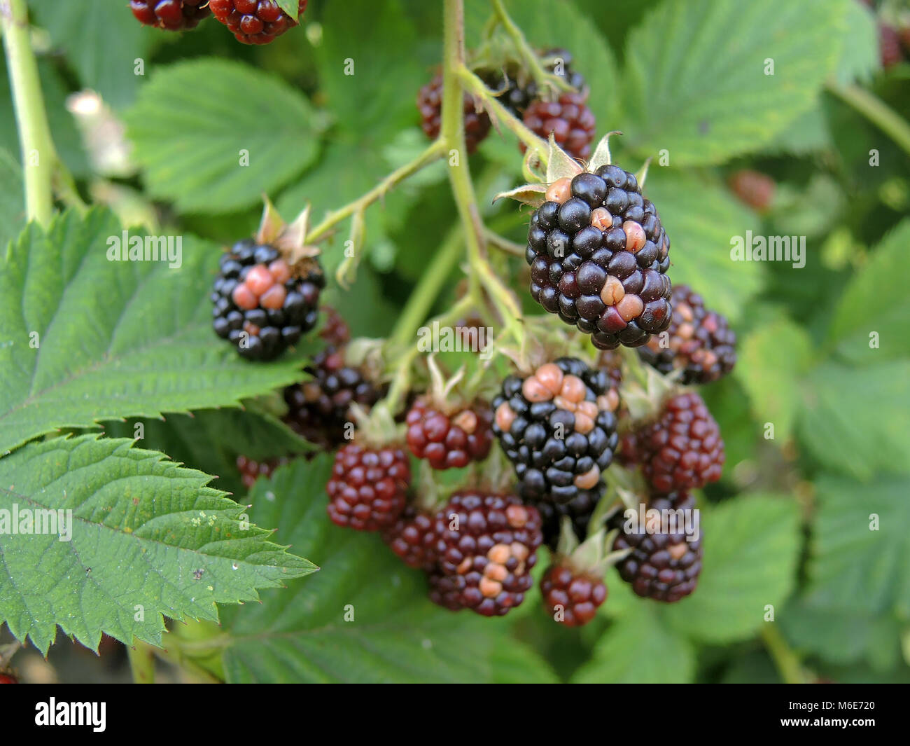 Sunburnt Raspberry Sunburned trees hi-res stock photography and images - Alamy