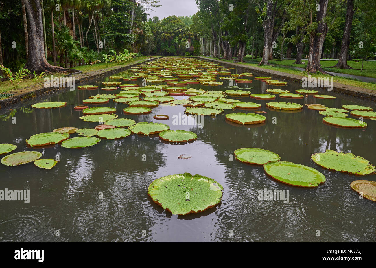 The Lily Ponds at the Botanical Gardens in Mauritius seen on an overcast day, with the Lily Pads floating serenely on the water. Stock Photo