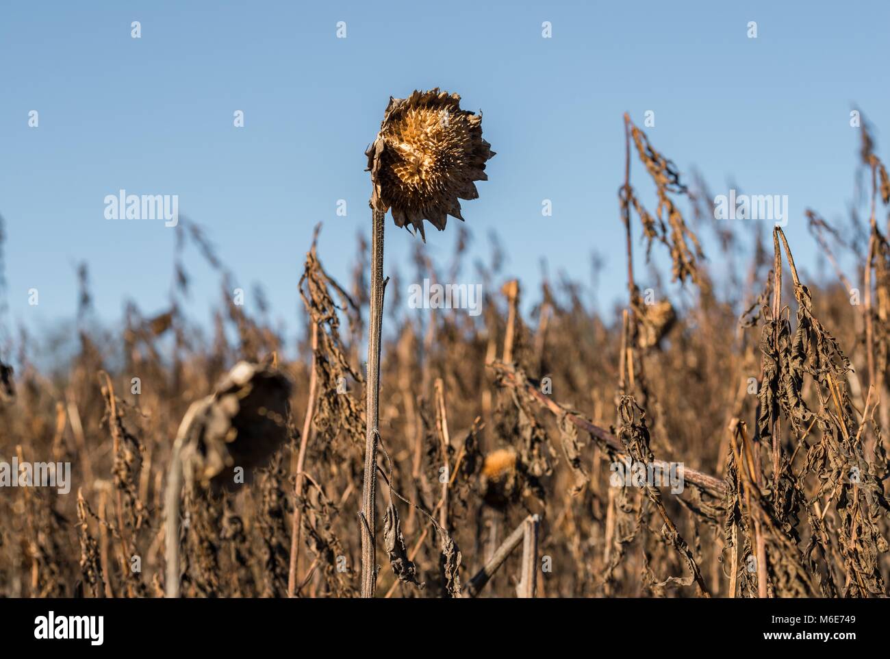 Faded sunflower at a sunflower field in the autumn, Germany Stock Photo