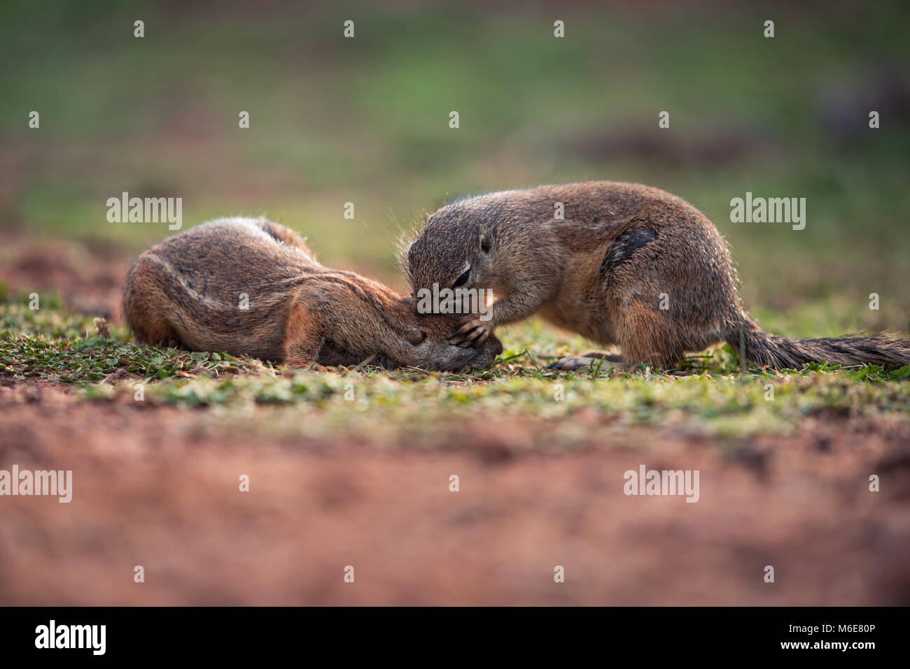 African ground squirrels engaging in playful and endearing mutual grooming Stock Photo