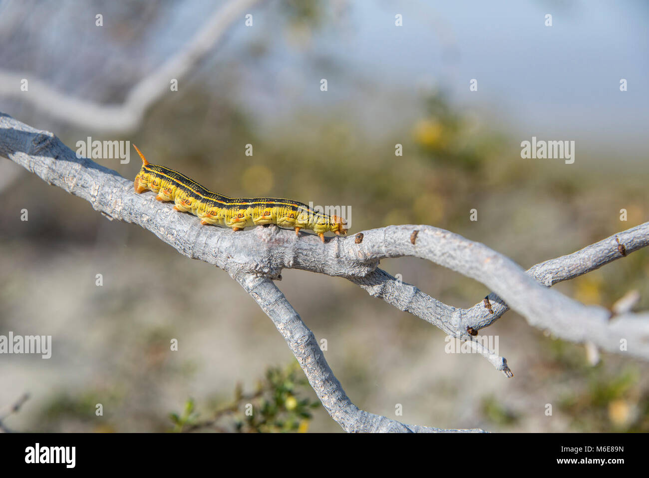 White-lined sphinx caterpillar (Hyles lineata Stock Photo - Alamy