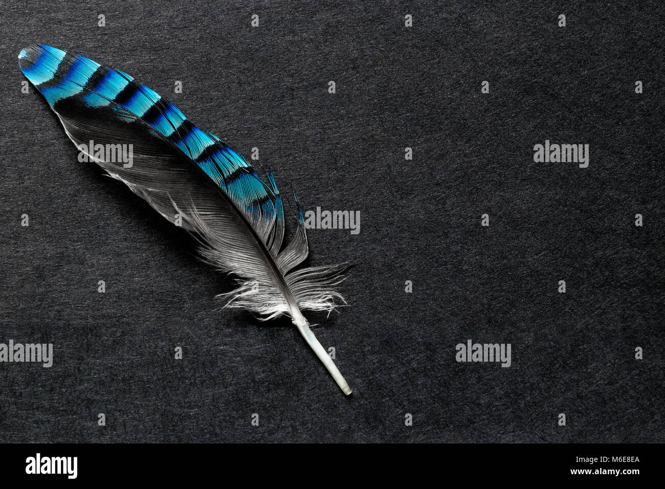 Blue Jay feather on the black matte background with free space Stock