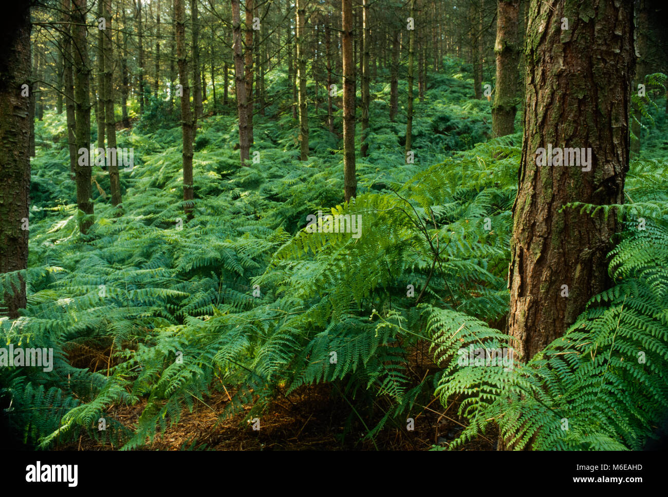 Cooper's Hill Wood - Ampthill - Bedfordshire - conifer trees and bracken Stock Photo