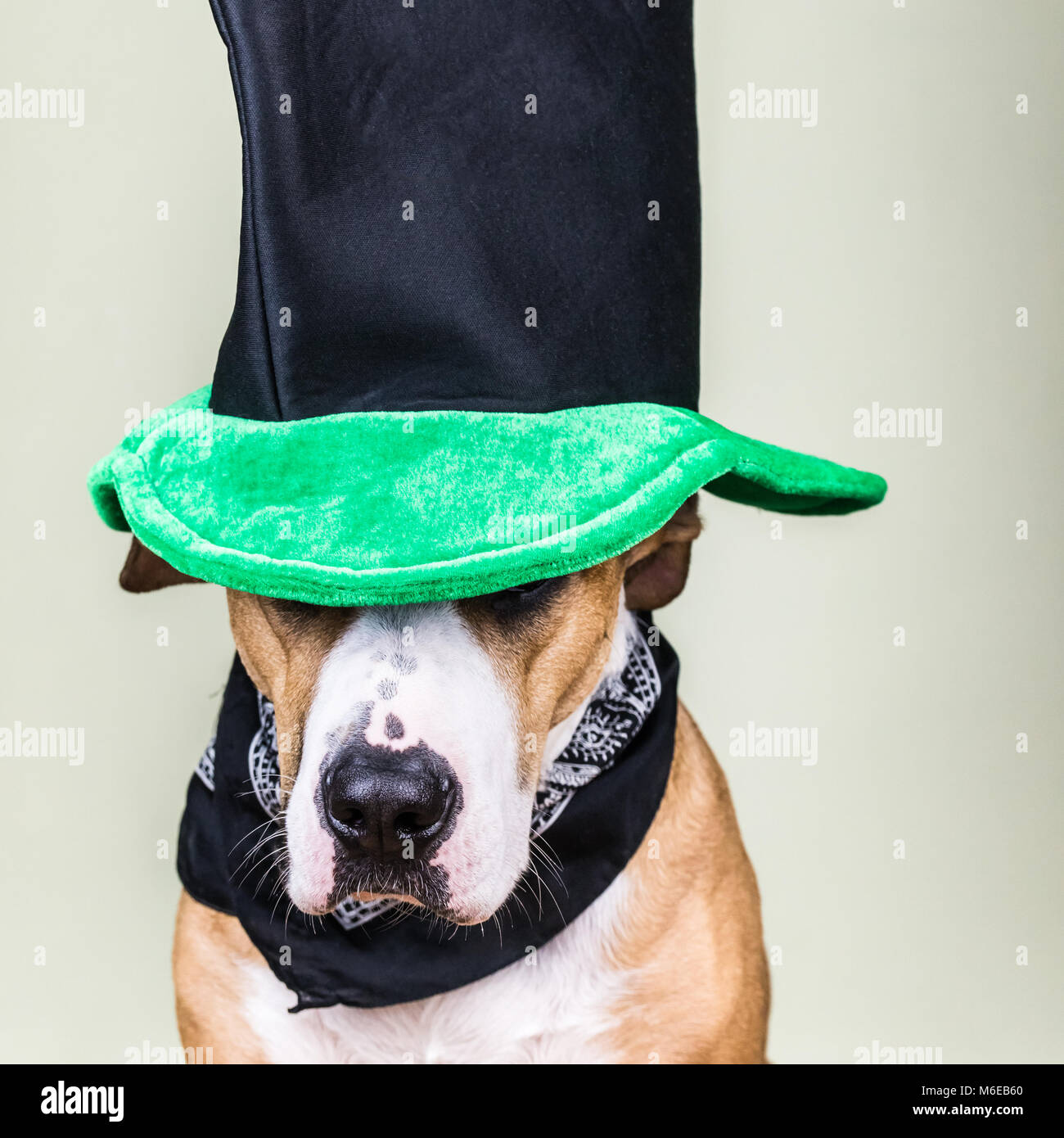 Dog portrait in St. Patrick's day hat Stock Photo