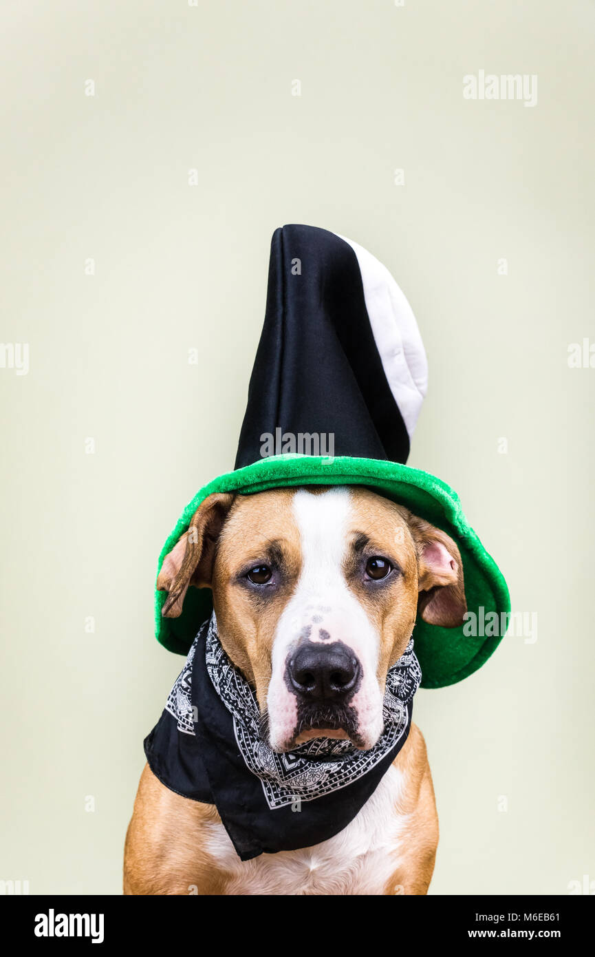 Dog portrait in St. Patrick's day hat Stock Photo