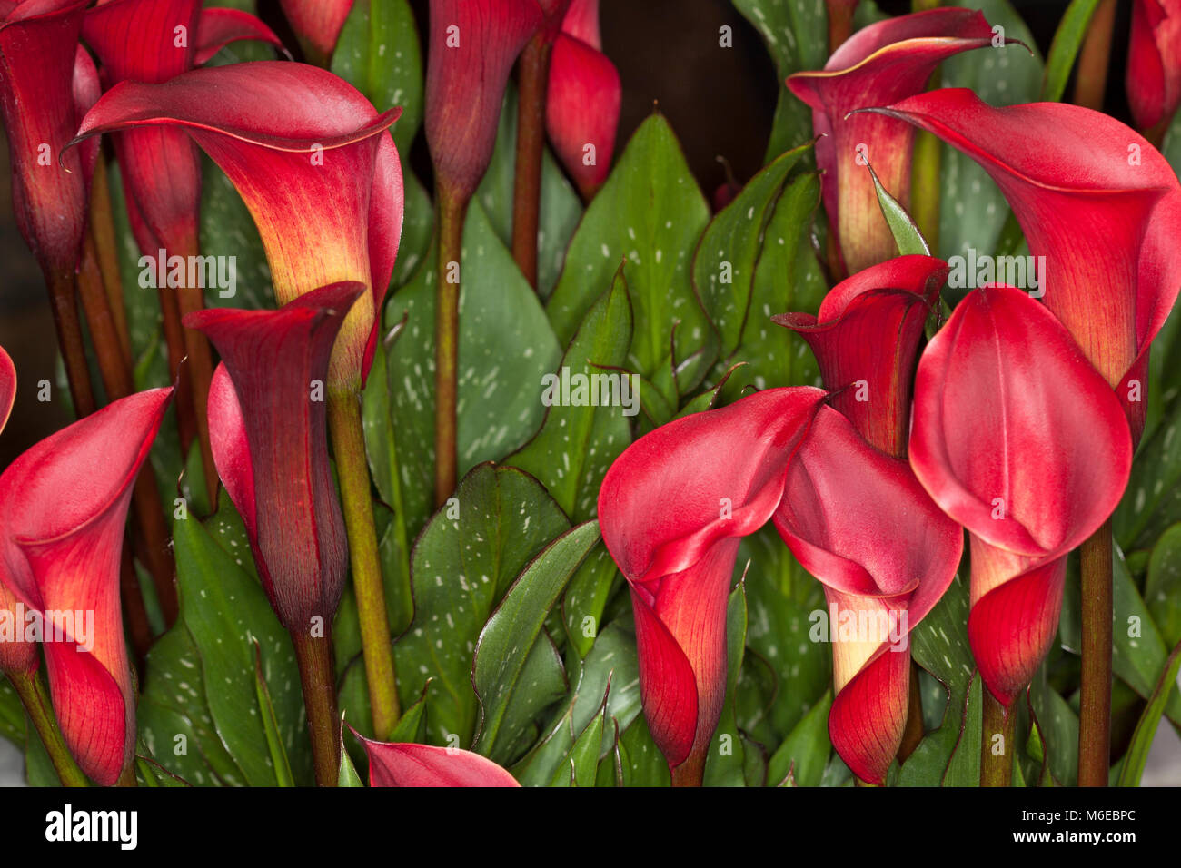 Red calla lily hires stock photography and images Alamy