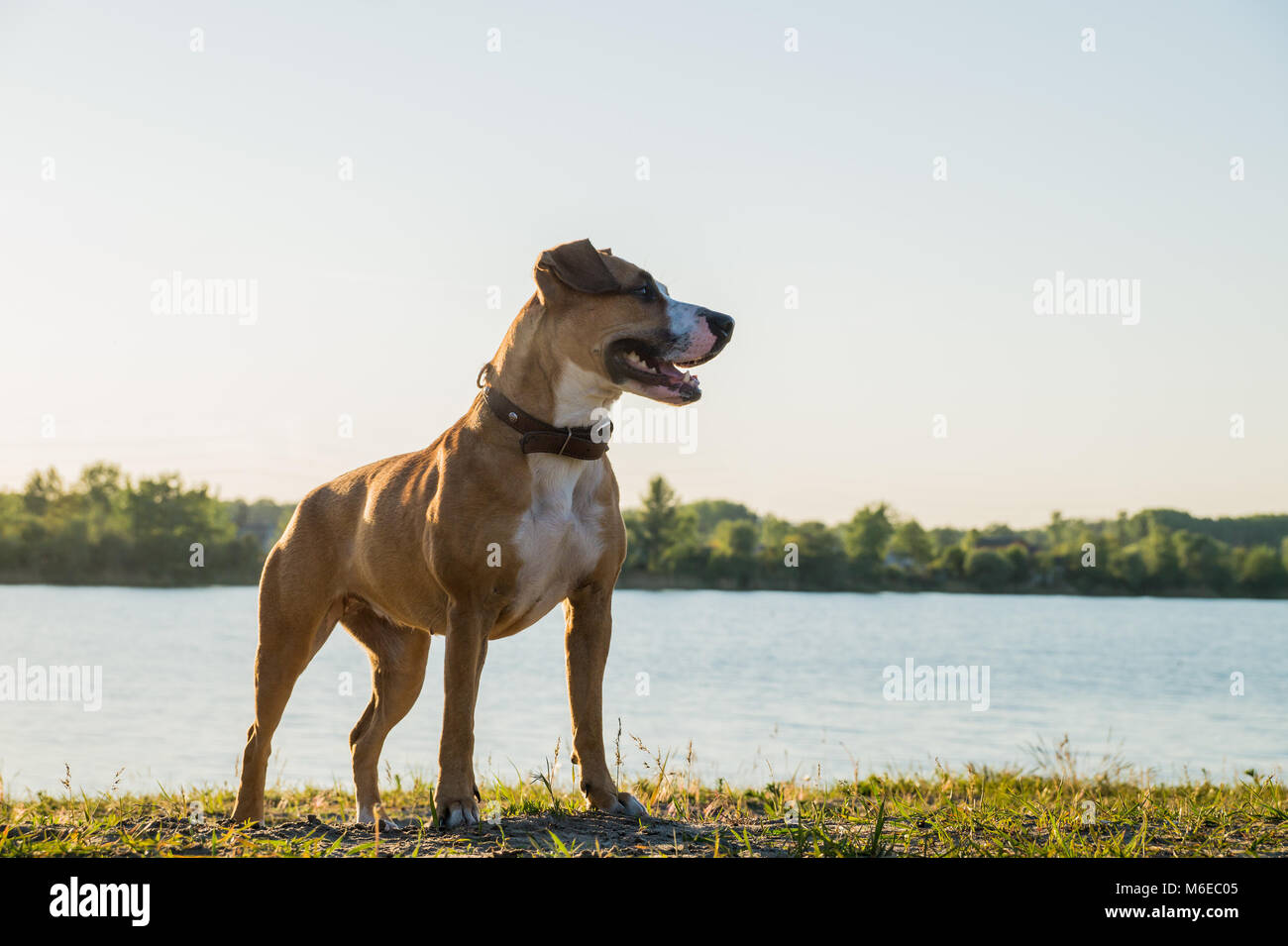 Happy young dog standing in front of lake at sunset Stock Photo