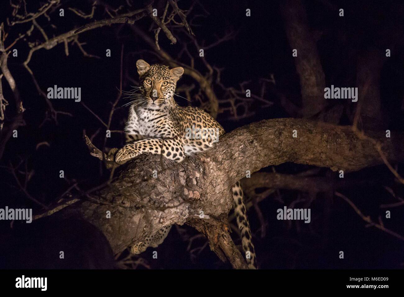a large male leopard resting on a tree branch at night looking directly at the camera at Kapama, South Africa Stock Photo