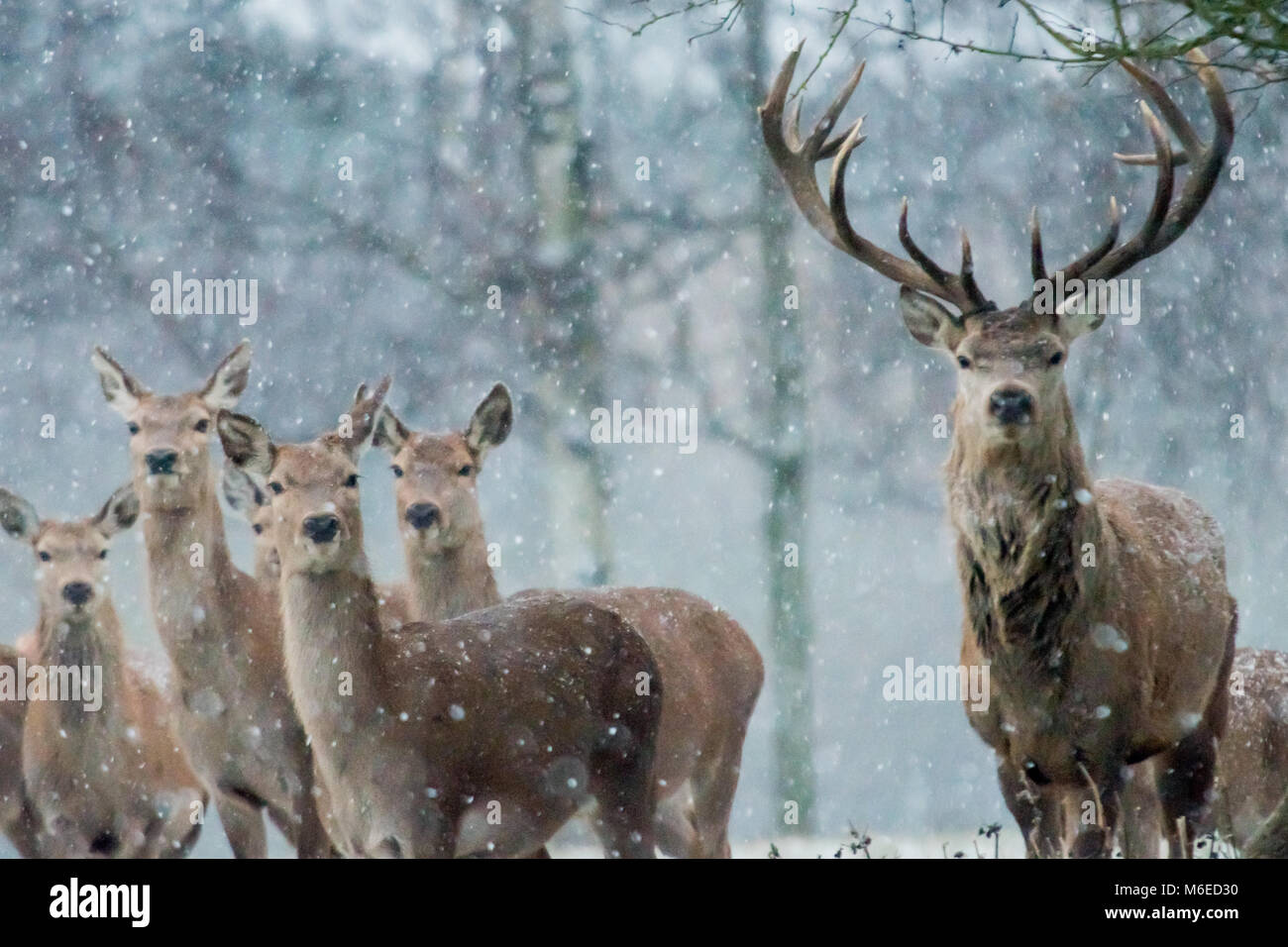 Stag and Deer in Snow Stock Photo