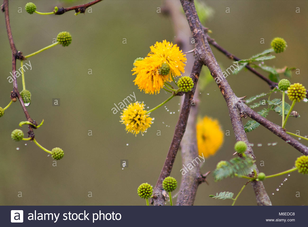 Acacia Tree In Bloom Stock Photos & Acacia Tree In Bloom Stock Images
